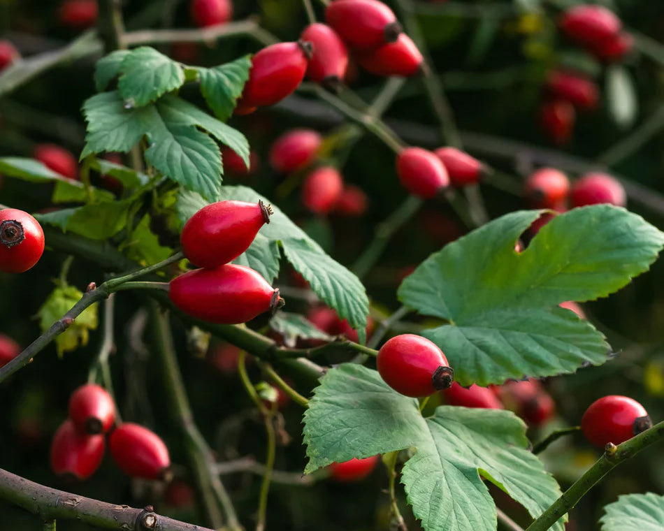 The Beauty and Benefits of Rose Hip Herbs