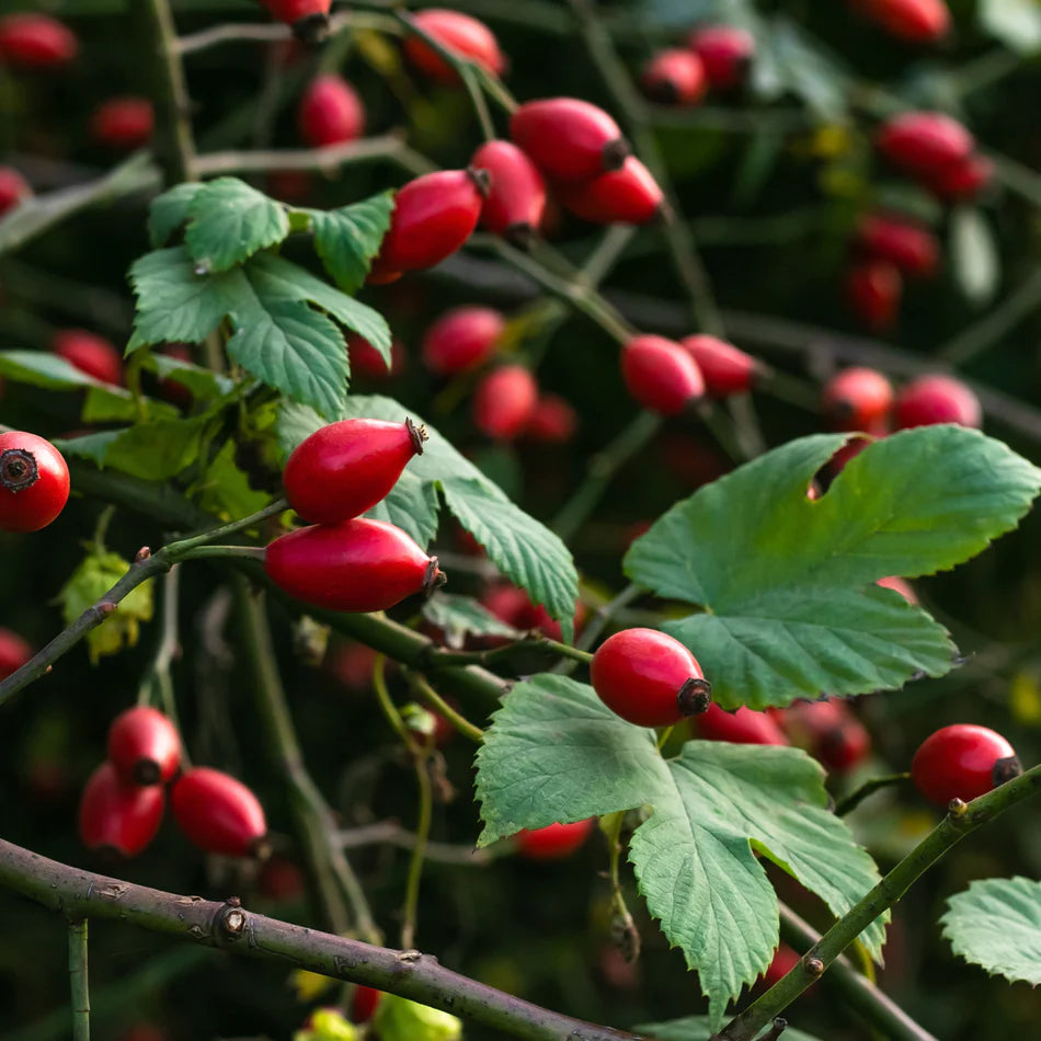 The Beauty and Benefits of Rose Hip Herbs