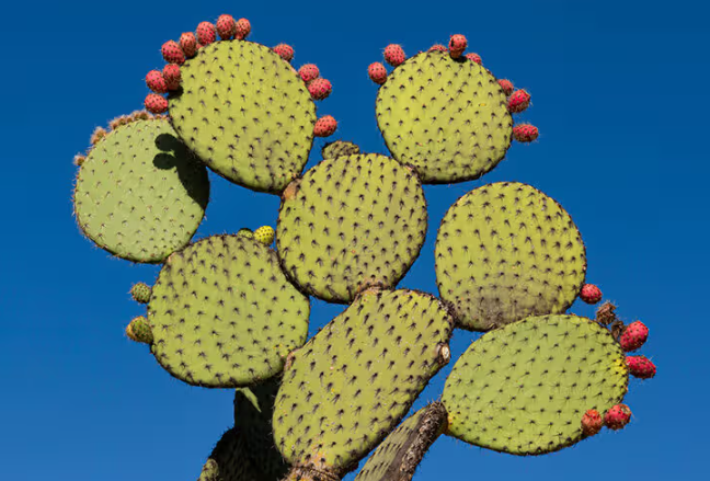 Prickly Perfection: Unveiling the Potent Powers of Nopal Cactus Powder