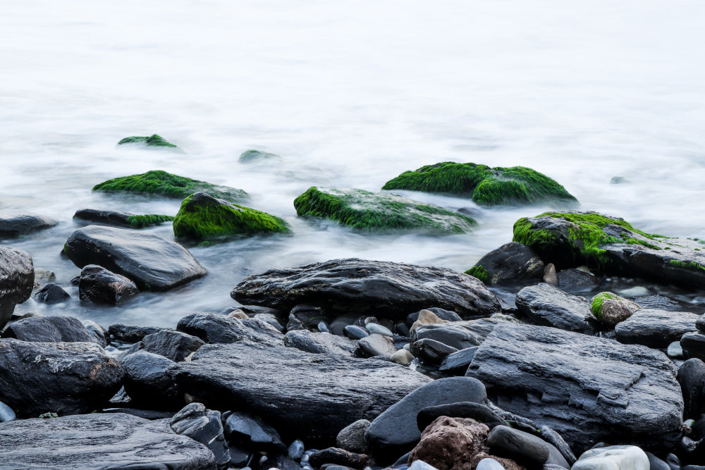 The Top 5 Benefits of Sea Moss: A Must­ Have Supplement!