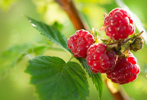 Unlocking the Power of Raspberry Leaf: Benefits and Usage