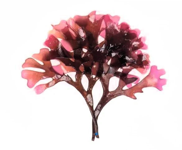 Chondrus Crispus